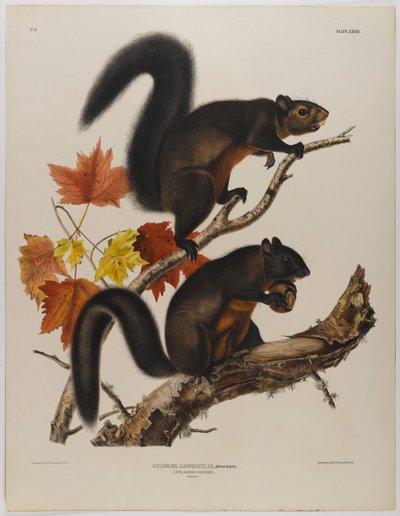 Ardilla de pelo largo de John James Audubon
