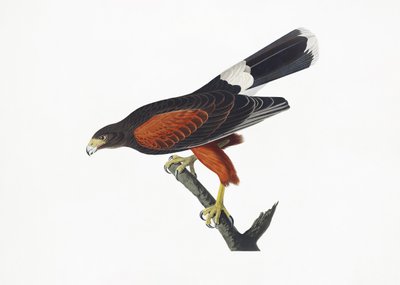  de John James Audubon
