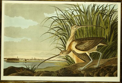 Zarapito macho y hembra de John James Audubon