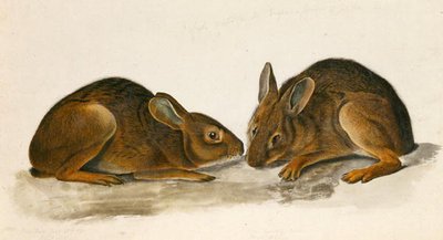 Liebres de pantano de John James Audubon