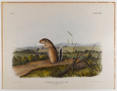 Ardilla marmota mexicana de John James Audubon