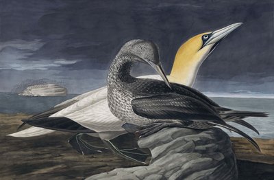 Alcatraz del Norte, Morus Bassanus, de 