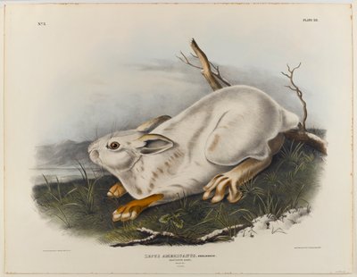 Liebre del norte (pelaje de invierno) de John James Audubon