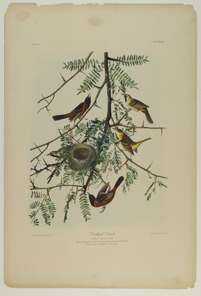 Oriol de huerto, impreso por Julien Bien y publicado por Roe Lockwood & Son, 1861 de John James Audubon
