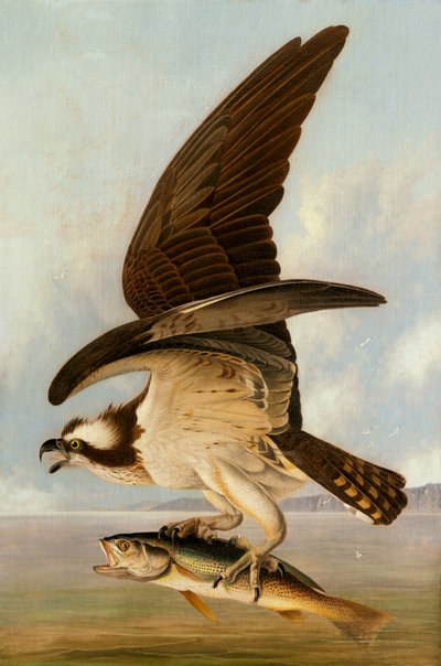 Águila Pescadora y Perca Americana de John James Audubon