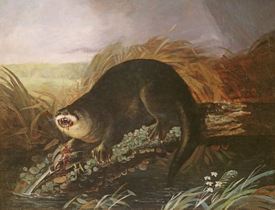 Nutria atrapada en una trampa de John James Audubon