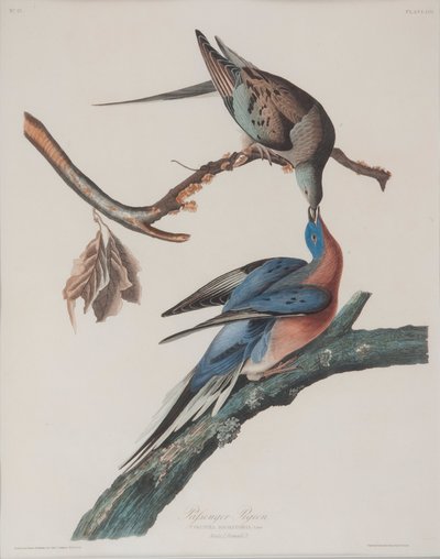Paloma mensajera de John James Audubon