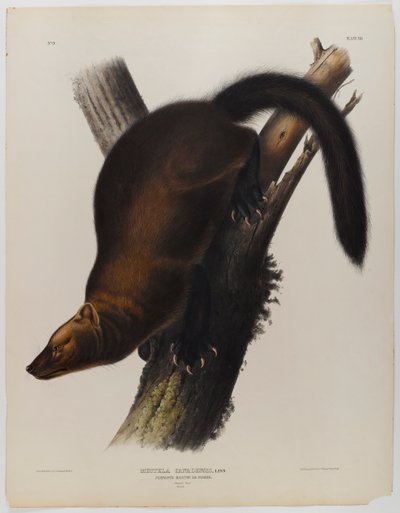 Martín pescador de Pennant de John James Audubon