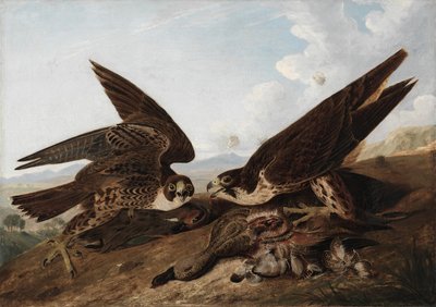 Halcón peregrino (Halcón patirrojo) de John James Audubon