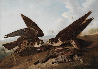 Halcón peregrino de John James Audubon