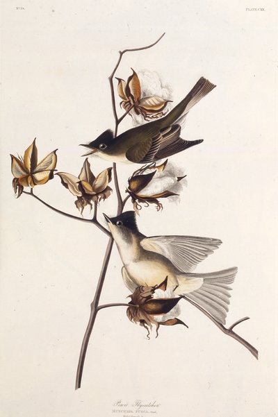 Pewit Flycatcher. De The Birds of America, 1827-1838 de John James Audubon