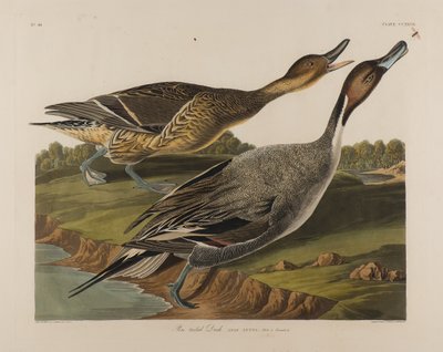 Pato de cola puntiaguda de John James Audubon