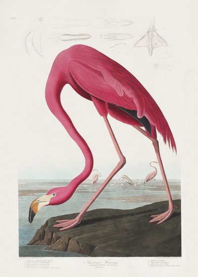  de John James Audubon