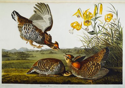 Urogallo pinnado. Gallina de las praderas mayor de John James Audubon