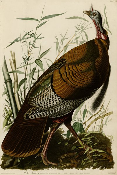 Lámina 1 de Aves de América que representa al Pavo Salvaje de John James Audubon