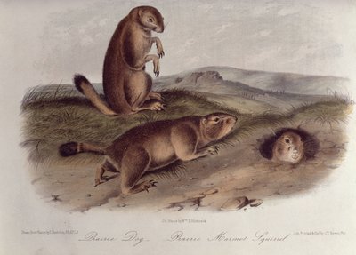 Perro de la Pradera de 