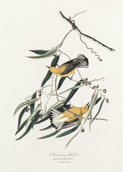  de John James Audubon
