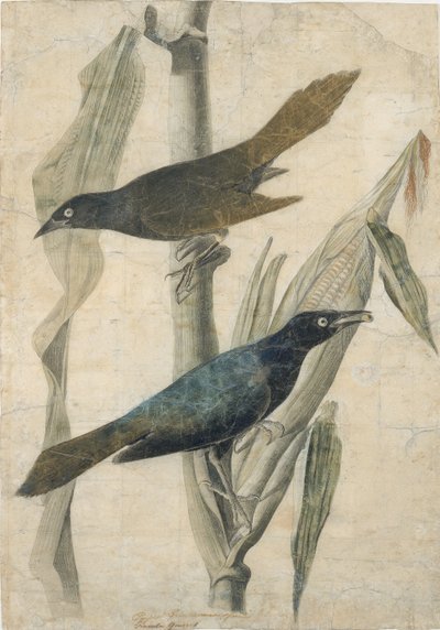 Grajilla púrpura de John James Audubon