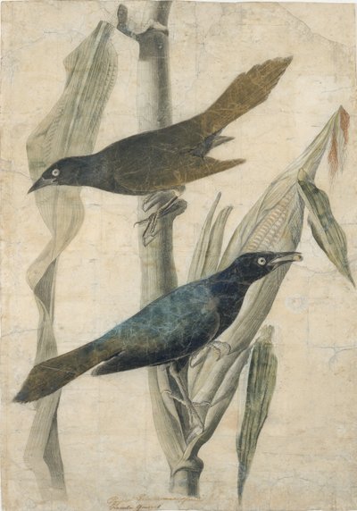 Grackle púrpura de John James Audubon