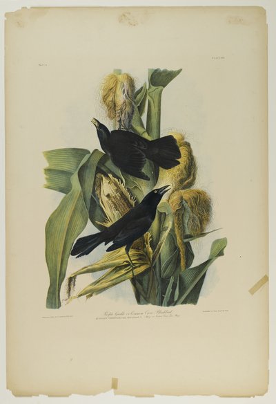 Grajo púrpura o mirlo común, impreso por Julien Bien y publicado por Roe Lockwood & Son, 1861 de John James Audubon