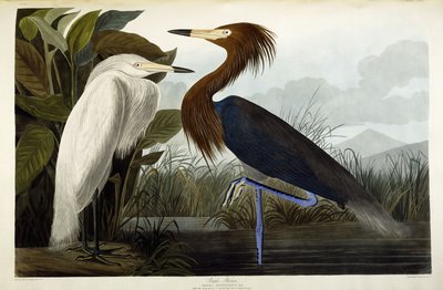 Garza imperial, c.1835 de John James Audubon