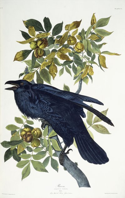 Cuervo de John James Audubon