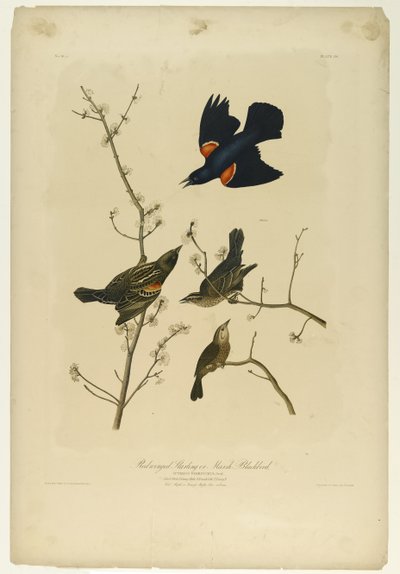 Estornino de alas rojas o mirlo de pantano, impreso por Julien Bien y publicado por Roe Lockwood & Son, 1861 de John James Audubon