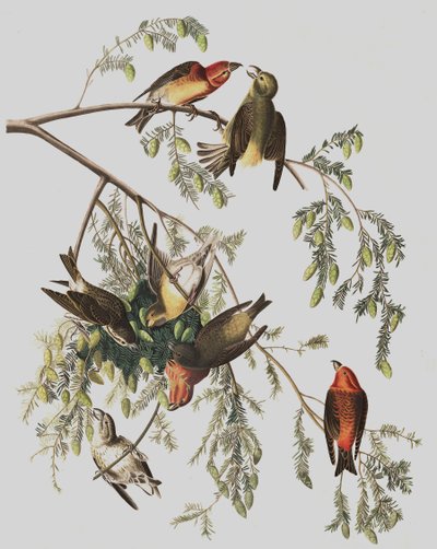 Piquituerto común, Loxia Curvirostra, de "Las aves de América" por John J. Audubon, pub. 1827-38 de John James Audubon
