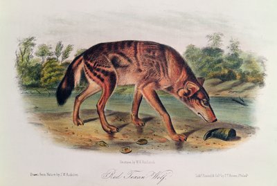 Lobo rojo de 
