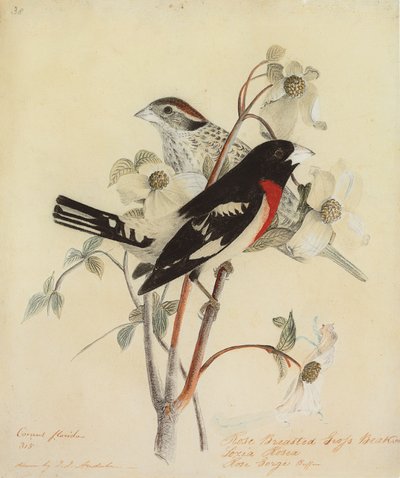 Picogrueso pechirrosado, 1938 de John James Audubon