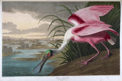Espátula rosada. Macho adulto de John James Audubon