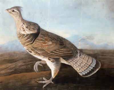 Ganso rizado, c.1812 de John James Audubon
