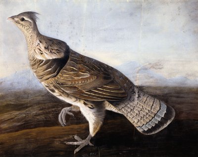 Urogallo de John James Audubon