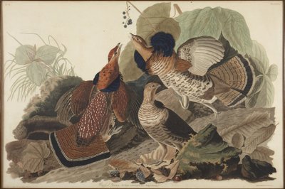 de John James Audubon