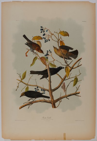 Grajilla rojiza de John James Audubon