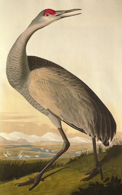 Grulla canadiense, de 