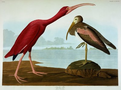 Ibis escarlata de John James Audubon