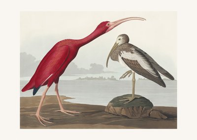  de John James Audubon