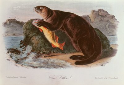 Nutria Marina de 