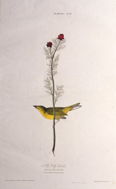 Selbys Fly Catcher. De Las Aves de América, 1827-1838 de John James Audubon