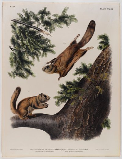 Ardilla voladora del río Severn (izquierda) y ardilla voladora de las Montañas Rocosas (derecha) de John James Audubon