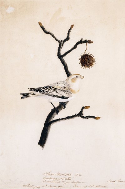 Escribano nival, 1809 de John James Audubon