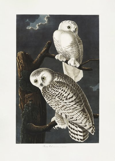  de John James Audubon