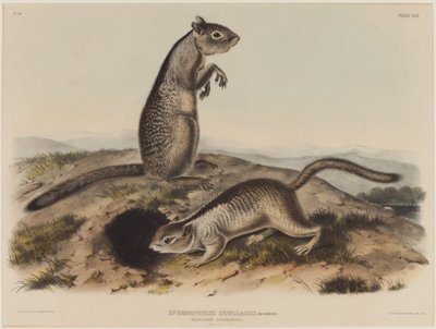 Spermophilus Douglassii (Dos Ardillas Douglas) de John James Audubon