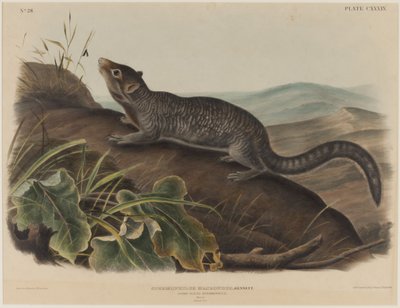 Spermophilus Macrourus (Ardilla de cola grande) de John James Audubon