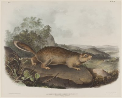 Spermophilus Parry (Ardilla marmota de Parry) de John James Audubon
