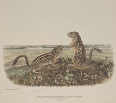 Spermophilus Tridecemlineatus (Dos Ardillas Leopardo) de John James Audubon