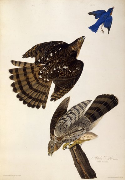 Stanley Hawks. De The Birds of America, 1827-1838 de John James Audubon