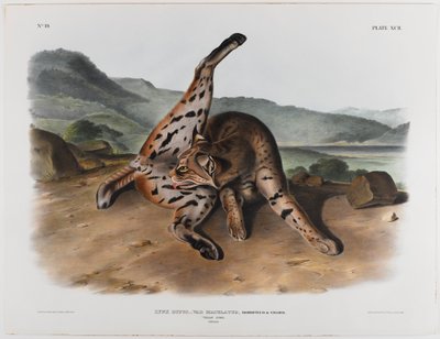 Lince tejano de John James Audubon