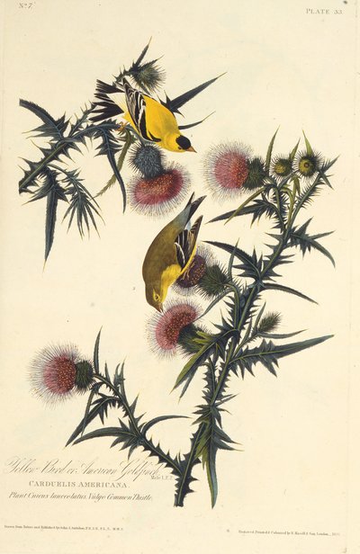 El jilguero americano. De Las aves de América, 1827-1838 de John James Audubon